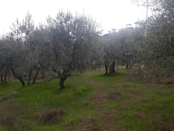 terreno agricolo in vendita a Scandicci in zona Mosciano