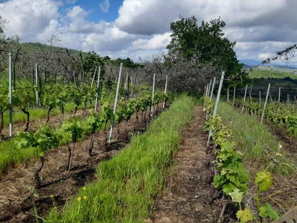 terreno agricolo in vendita a Scandicci in zona Mosciano