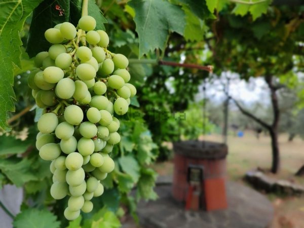 terreno agricolo in vendita a Scandicci in zona Rinaldi