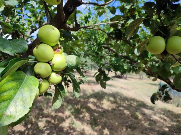 terreno agricolo in vendita a Scandicci in zona Rinaldi