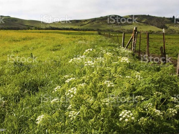 terreno agricolo in vendita a Scandicci in zona San Vincenzo a Torri