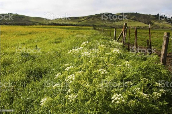 terreno agricolo in vendita a Scandicci in zona San Vincenzo a Torri