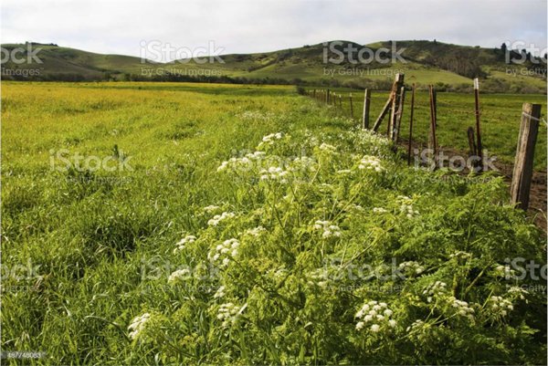 terreno agricolo in vendita a Scandicci in zona San Vincenzo a Torri