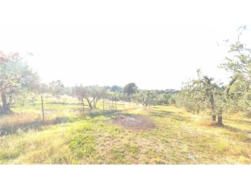 terreno agricolo in vendita a Scandicci in zona San Martino alla Palma