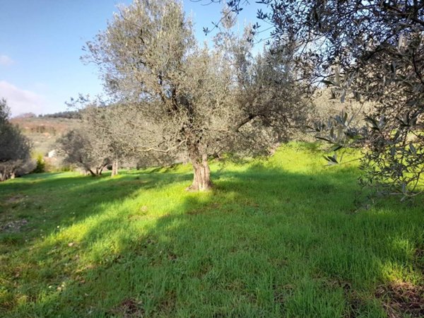 terreno agricolo in vendita a Sesto Fiorentino