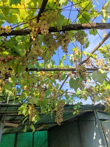 terreno agricolo in vendita a Sesto Fiorentino