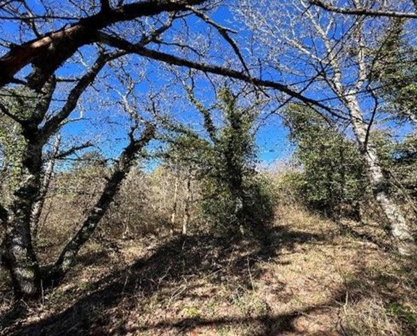 terreno agricolo in vendita a Sesto Fiorentino