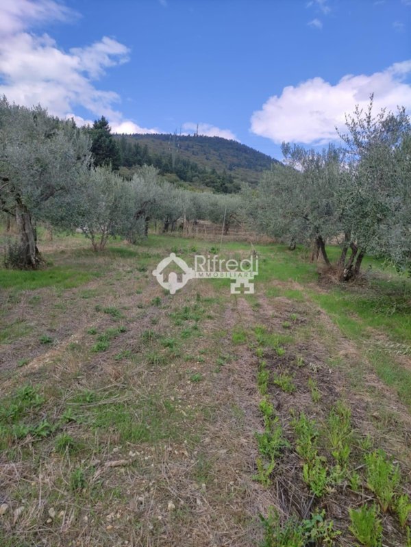 terreno agricolo in vendita a Sesto Fiorentino