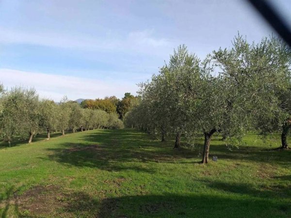 terreno agricolo in vendita a Signa