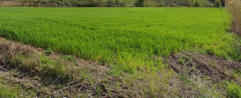 terreno agricolo in vendita a Signa