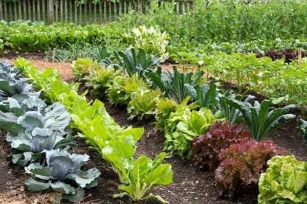 terreno agricolo in vendita a Signa