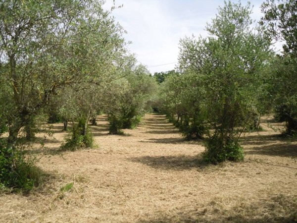 terreno agricolo in vendita a Vaglia