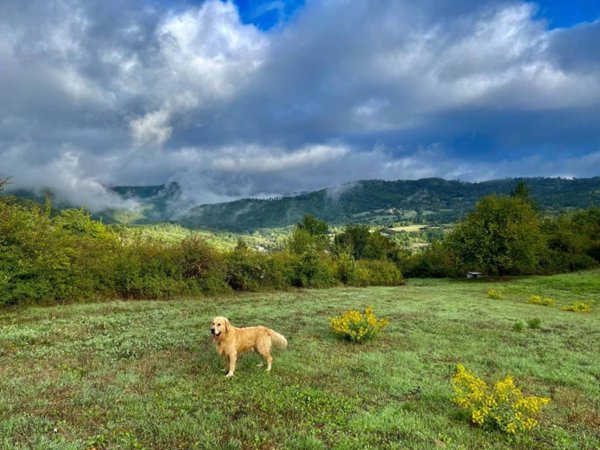 terreno agricolo in vendita a Vaglia