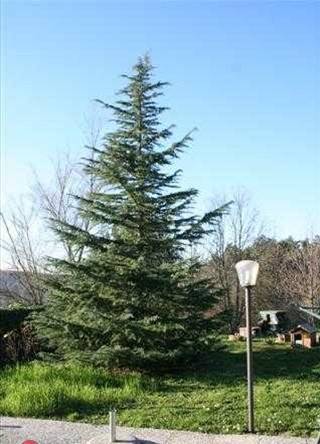 casa indipendente in vendita a Vaglia