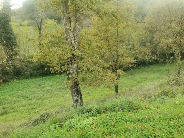 appartamento in vendita a Vicchio