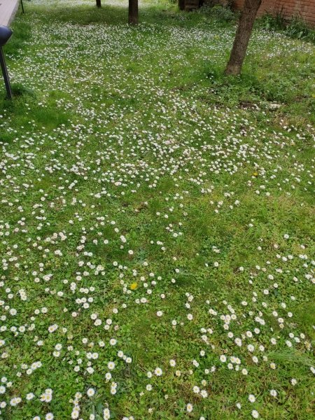 terreno agricolo in vendita a Vicchio