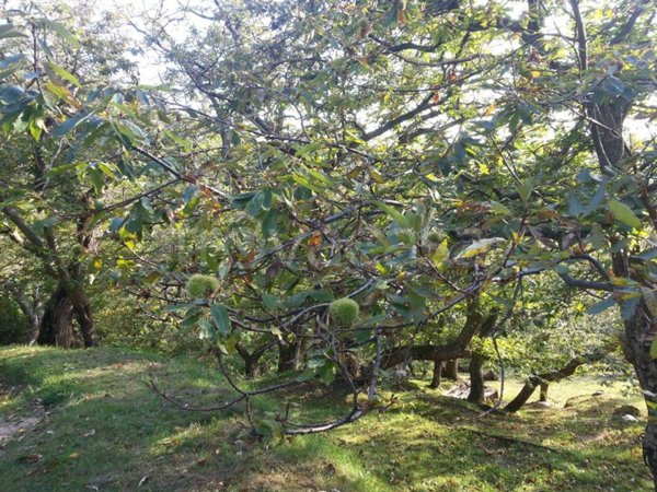 terreno agricolo in vendita a Vicchio in zona Villore