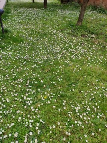 terreno agricolo in vendita a Vicchio