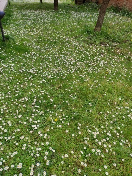 terreno agricolo in vendita a Vicchio