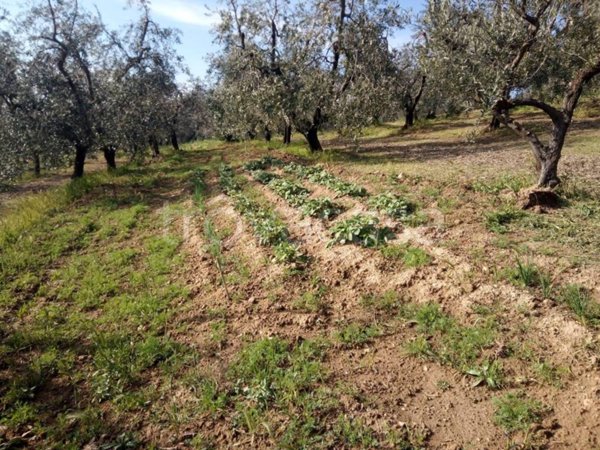terreno agricolo in vendita a Vinci in zona Vitolini