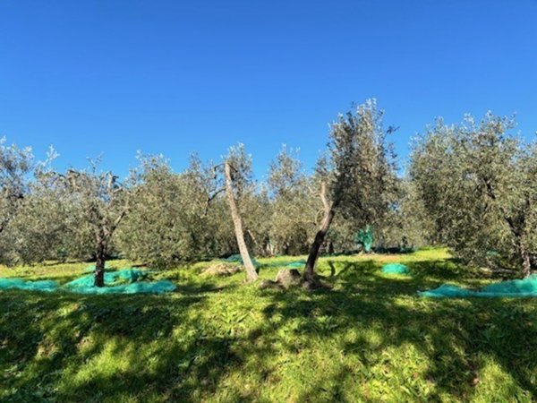 terreno agricolo in vendita a Vinci