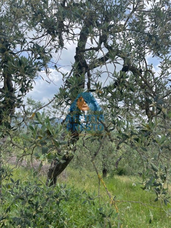 terreno agricolo in vendita a Vinci
