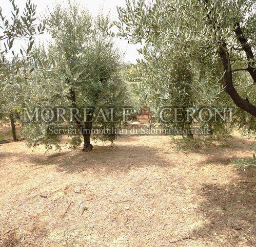 terreno agricolo in vendita a Vinci in zona Sovigliana