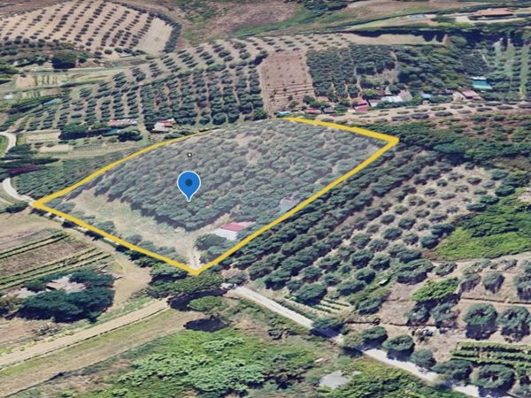 terreno agricolo in vendita a Vinci in zona Piccaratico