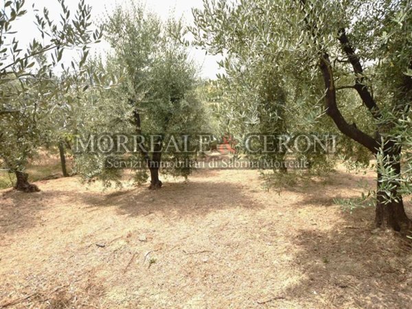 terreno agricolo in vendita a Vinci in zona Sovigliana