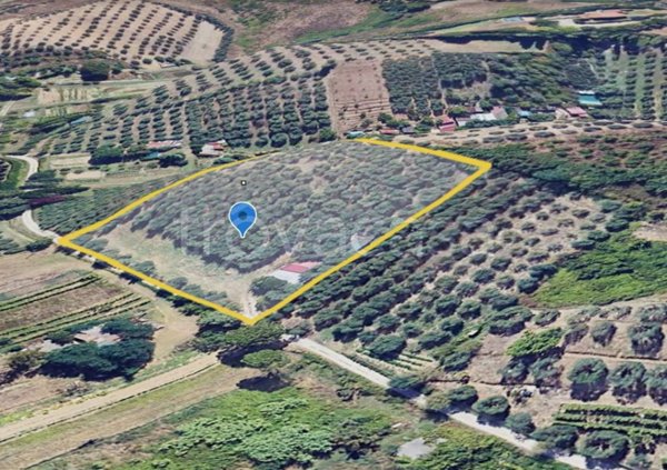 terreno agricolo in vendita a Vinci in zona Piccaratico