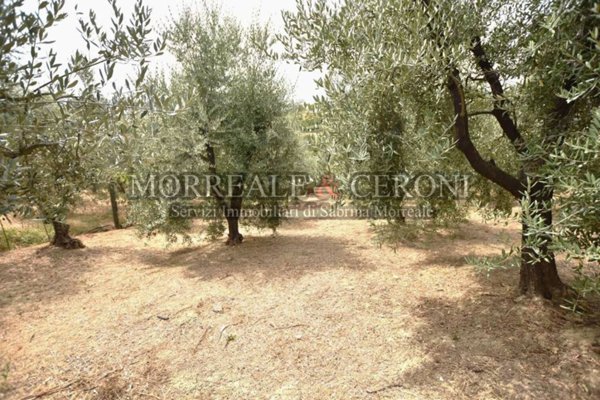 terreno agricolo in vendita a Vinci in zona Sovigliana