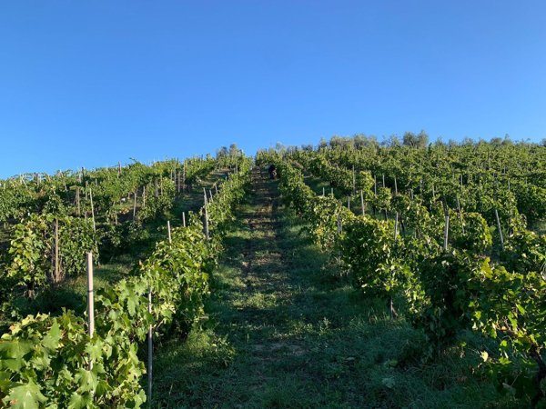 terreno agricolo in vendita a Vinci in zona Piccaratico