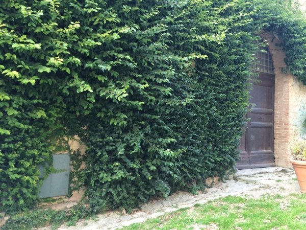 casa indipendente in vendita a Vinci