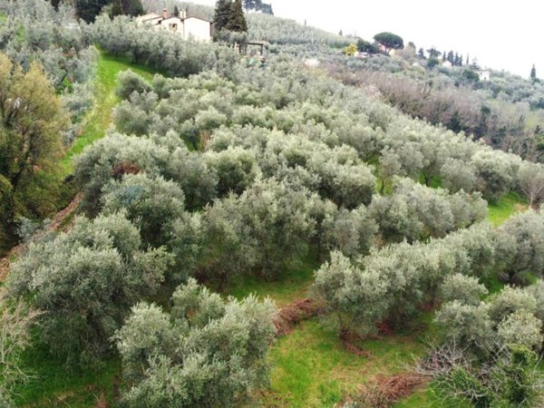 terreno agricolo in vendita a Vinci in zona Vitolini