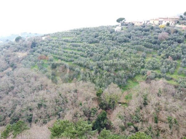 terreno agricolo in vendita a Vinci in zona Vitolini