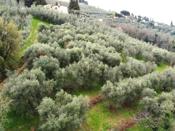 terreno agricolo in vendita a Vinci in zona Vitolini
