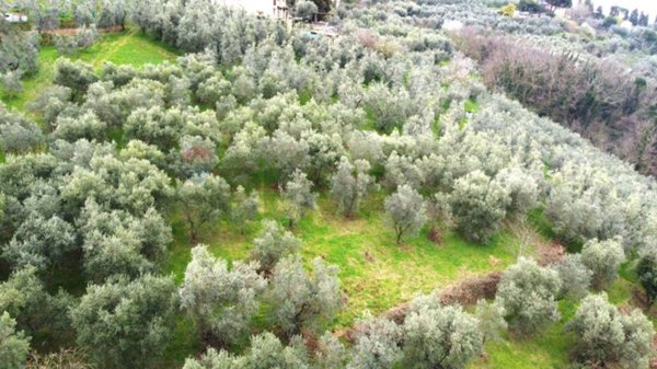 terreno agricolo in vendita a Vinci in zona Vitolini