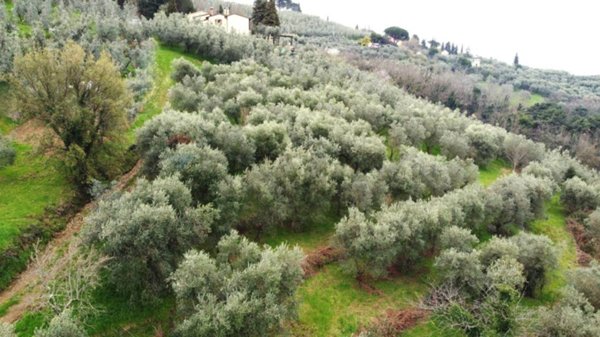 terreno agricolo in vendita a Vinci in zona Vitolini