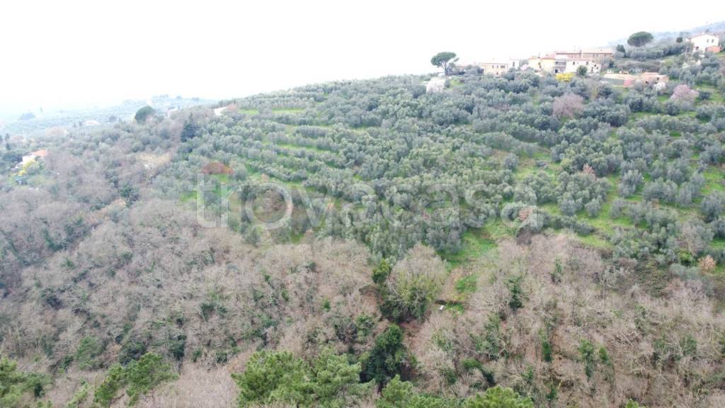 terreno agricolo in vendita a Vinci in zona Vitolini