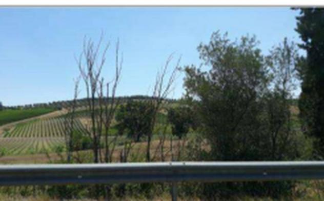 terreno agricolo in vendita a Vinci in zona Collegonzi