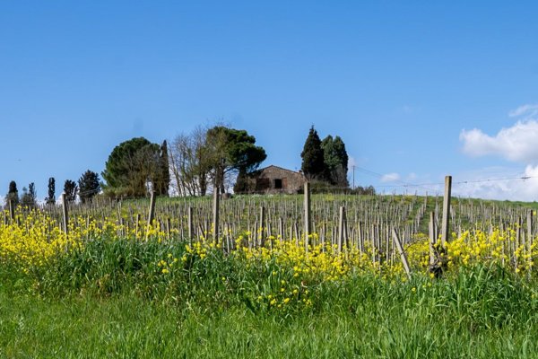 casa indipendente in vendita a Vinci in zona Sovigliana
