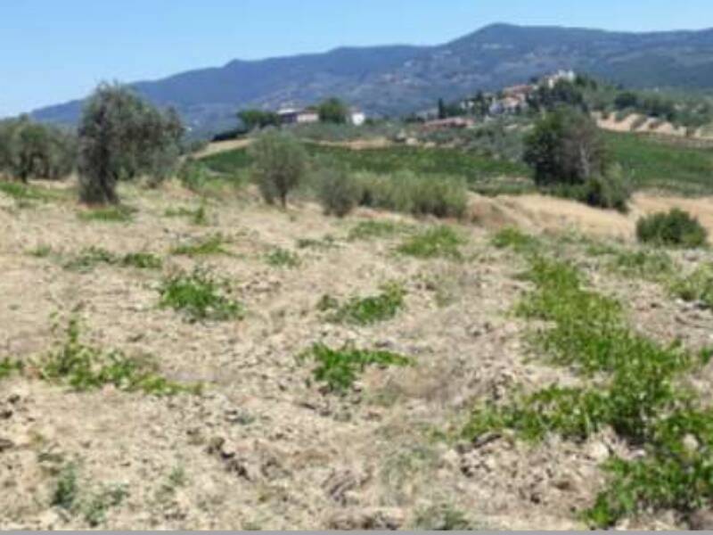 terreno agricolo in vendita a Vinci in zona Collegonzi
