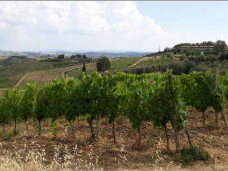 terreno agricolo in vendita a Vinci in zona Collegonzi