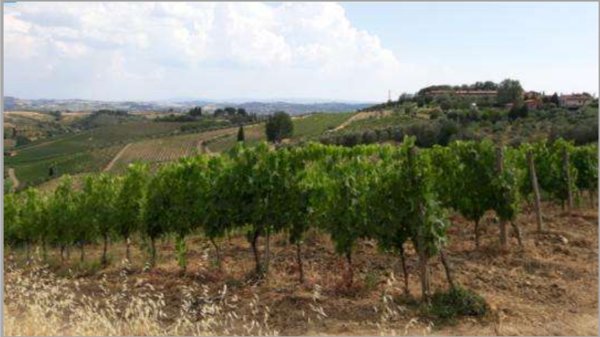 terreno agricolo in vendita a Vinci in zona Collegonzi