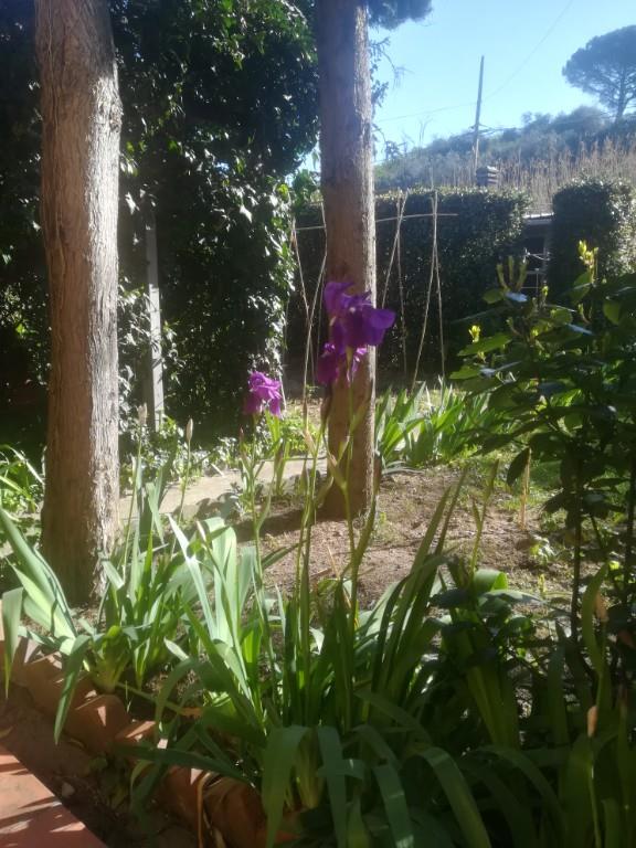 casa indipendente in vendita a Vinci