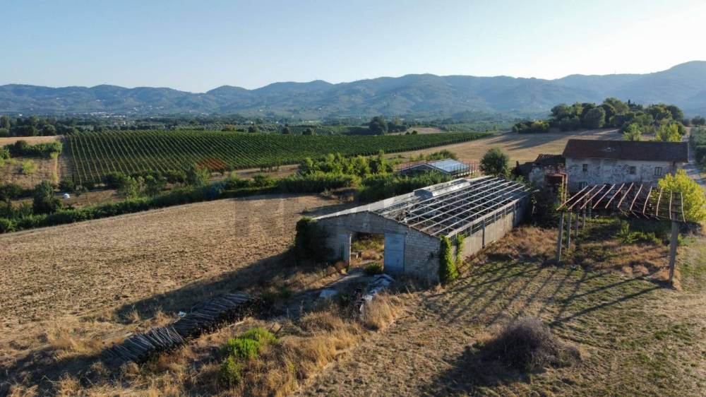 terreno agricolo in vendita a Vinci in zona San Pantaleo