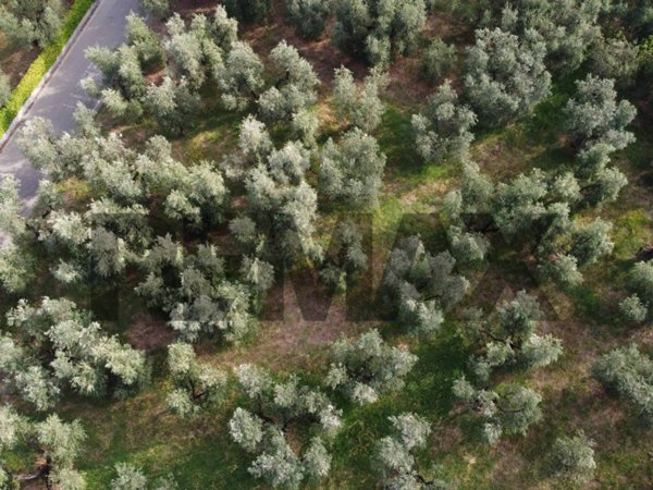 terreno agricolo in vendita a Vinci in zona Faltognano