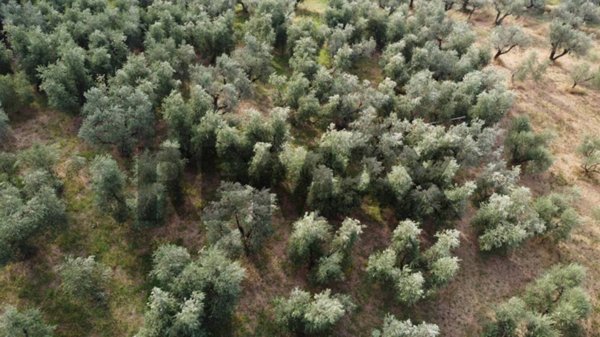 terreno agricolo in vendita a Vinci in zona Faltognano