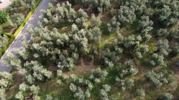 terreno agricolo in vendita a Vinci in zona Faltognano