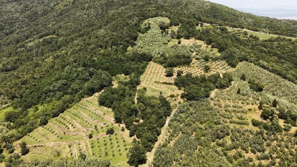 terreno agricolo in vendita a Vinci in zona Collegonzi
